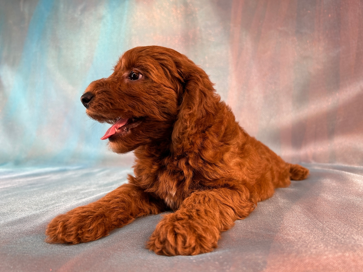 Female Dark Red Miniature Goldendoodle Puppy for Sale DOB 7-3-2026